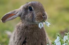 In vielen kulturen ist das ei symbol des lebens, der fruchtbarkeit und der erneuerung. Ostern Warum Der Hase Die Eier Bringt Panorama Stuttgarter Zeitung