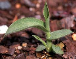 Image result for Digitaria pearsonii