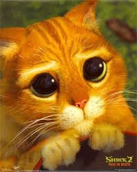 24 Things Only Your Best Best Friend Knows About You Shrek Cat Animals Cute Animals