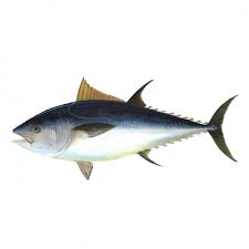 Take this short quiz to find out and improve your freshwater fishing skills. Tuna Quiz Questions And Answers Free Online Printable Quiz Without Registration Download Pdf Multiple Choice Questions Mcq