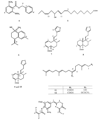 Image result for Microglossa