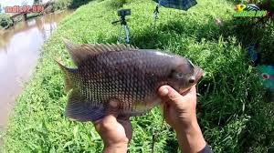 Ikan puyu sedang kelaparan, tak sampai 2 jam umpan cacing yang aku bawak habis dikerjakanya. Mancing Ikan Puyu Tarikan Lubuk Puaka Youtube