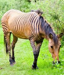 The Zorse Pawnation Hybred Zebra Father Horse Mother Memeliler Atlar Hayvan