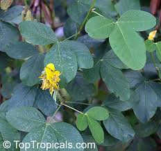 Image result for Crotalaria pallida