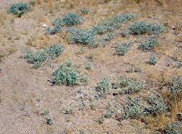 Image result for Disa cryptantha