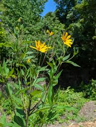 Image result for Helianthus