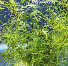 Image result for Najas