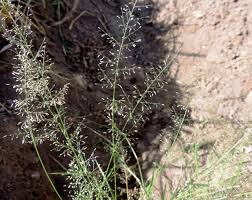 Image result for Eragrostis homblei