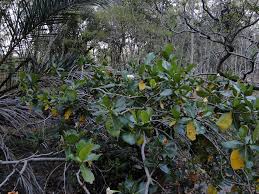 Image result for Gardenia imperialis