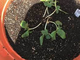 Leggy seedlings can sometimes be saved by gently brushing your fingers back and forth along the tops of the plants every day. What Am I Doing Wrong With My Zucchini Plant