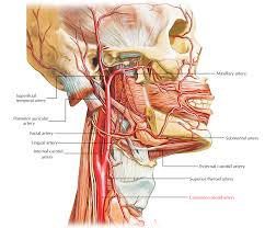 There are two internal carotid arteries in total, one on each side of the neck. Easy Notes On Common Carotid Arteries Learn In Just 4 Minutes Earth S Lab