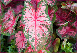 Many of the elephant ear varieties are poisonous if consumed by humans, dogs or cats. Poisonous Plants To Cats And Dogs Healthy Paws