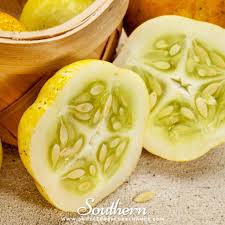 Image result for Cucumis sativus