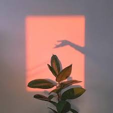 See more ideas about pretty pictures, scenery, nature. Imagem Descoberto Por Lonelyheart Descubra E Salve Suas Proprias Imagens E Videos No We Heart It Aesthetic Light Plant Aesthetic Aesthetic Wallpapers