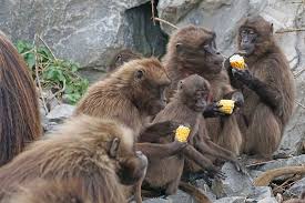 Résultat de recherche d'images pour "famille de singes"