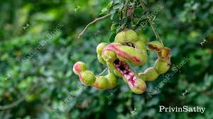 Image result for Pithecellobium dulce