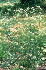 Image result for Conium