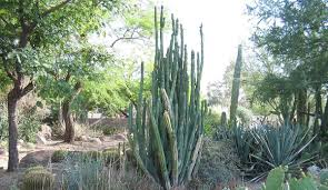 San pedro cactus, botanical name echinopsis pachanoi, is an ideal accent plant that can add lots of character and interest to any landscape! An Interview With Maxwell Wieland The Power Of The Psychedelic San Pedro Cactus And Huachuma Psychedelic Times