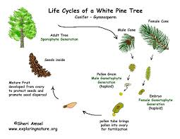 Maybe you would like to learn more about one of these? Pine Tree Life Cycle Gymnosperm
