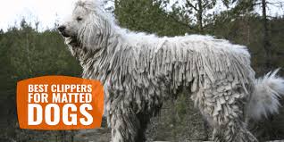 1.1 wahl arco professional clippers. 7 Best Clippers For Matted Dogs Factors To Consider List Faqs