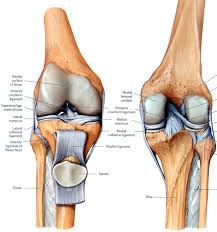 Recovery and rehabilitation take a few weeks. Knee Pain Advice Myphysiosa