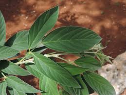 Image result for Cajanus cajan