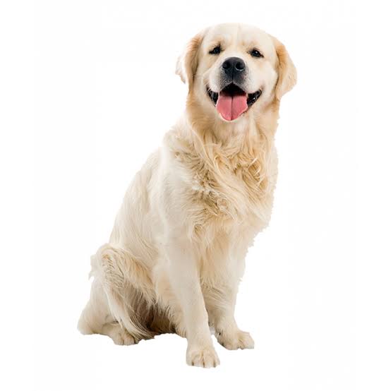 Barkley the Dog