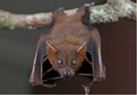 For boys and girls, kids and adults, teenagers and toddlers, preschoolers and older kids at school. Feeding Habit Of Malaysian Fruit Bats