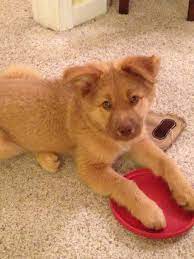 Shepherd Mix Stella Greater Birmingham Humane Society Humane Society Corgi Dogs