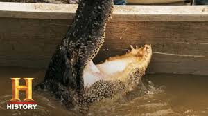 How To Determine An Alligator'S Worth With Louisiana'S Insta-Gator Ranch -  John In The Wildjohn In The Wild | John E. Phillips' Outdoor Journals
