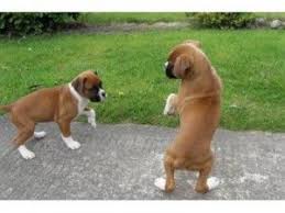 Find boxer in dogs & puppies for rehoming | 🐶 find dogs and puppies locally for sale or adoption in ontario : Boxer Puppies For Sale Colorado Springs Co 247375
