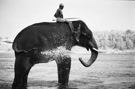 If you had opened several translators, click the icon to view one. What Is The Word For Elephant In The Following South Indian Languages Tamil Malayalam Telugu And Kannada Quora