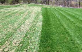Another test is to walk across the lawn: Does Your Lawn Need Dethatching Turf Technologies Turf Technologies