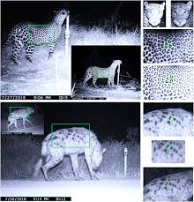 Image result for Loudetia kagerensis