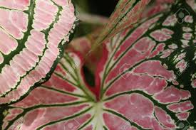 Colorful Pink Leaves Of Dumb Cane Exotica Background Pattern Stock Photo Picture And Royalty Free Image Image 93485898