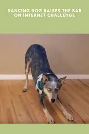 Dog Raises The Bar On Newest Internet Dance Challenge In 2020 Dogs Dog Modeling Dance