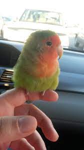Little Lovebird Pet Birds Love Birds Pet Funny Birds