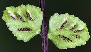 Image result for Asplenium trichomanes