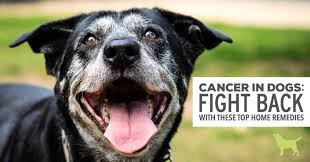 Carol witcher and her dog floyd henry, who she claims discovered her breast cancer with an acute sense of smell. Cancer In Dogs Fight Back With These Home Remedies Dogs Naturally