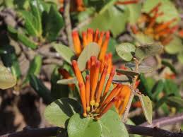 Image result for Phragmanthera dschallensis