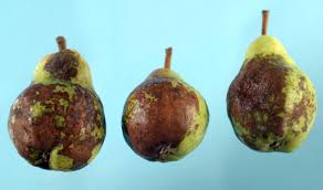 Maybe you would like to learn more about one of these? Pear Pyrus Spp Fire Blight Pacific Northwest Pest Management Handbooks