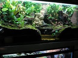 Dendroboard Acuario