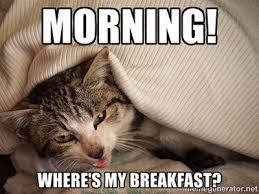 Cat memes: Top 10 things cat owners can ...