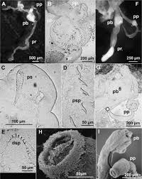 Image result for Heteromorpha sp. agg.