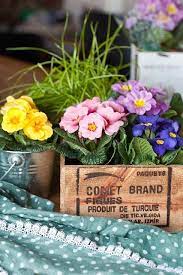 Blomsterverkstad Primula Farmgirl Flowers Spring Flowers