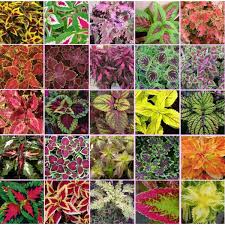 Image result for Coleus buchananii
