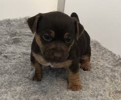 Are you thinking of bringing a jack russell terrier puppy into your home or family? Our Dogs Rare Coloured Jack Russells For Sale Hampshire