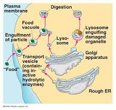 Pin By Cell Abrate Organelles On Lysosome Organelles Membrane Digestive Enzymes