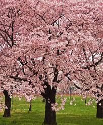 We did not find results for: Kwanzan Flowering Cherry Tree Ison S Nursery Vineyard