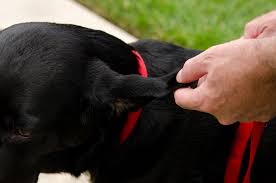 Image result for abscess dog's ear flap